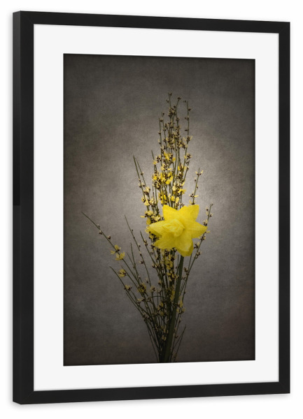 Poster mit Rahmen schwarz "Vintage Ginster & Osterglöckchen" artboxONE - Natur,Floral