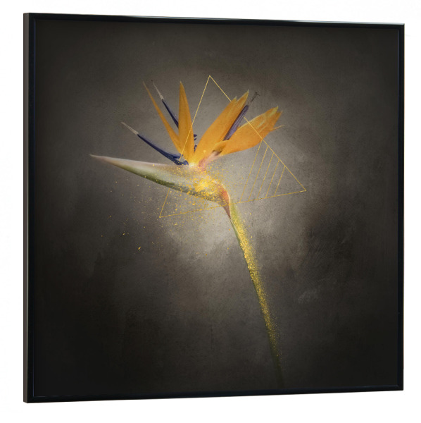 Poster mit schwarzem Rahmen 30x30 cm "Strelitzie und Kunst | Vintage" artboxONE - Floral,Abstrakt,Geometrie