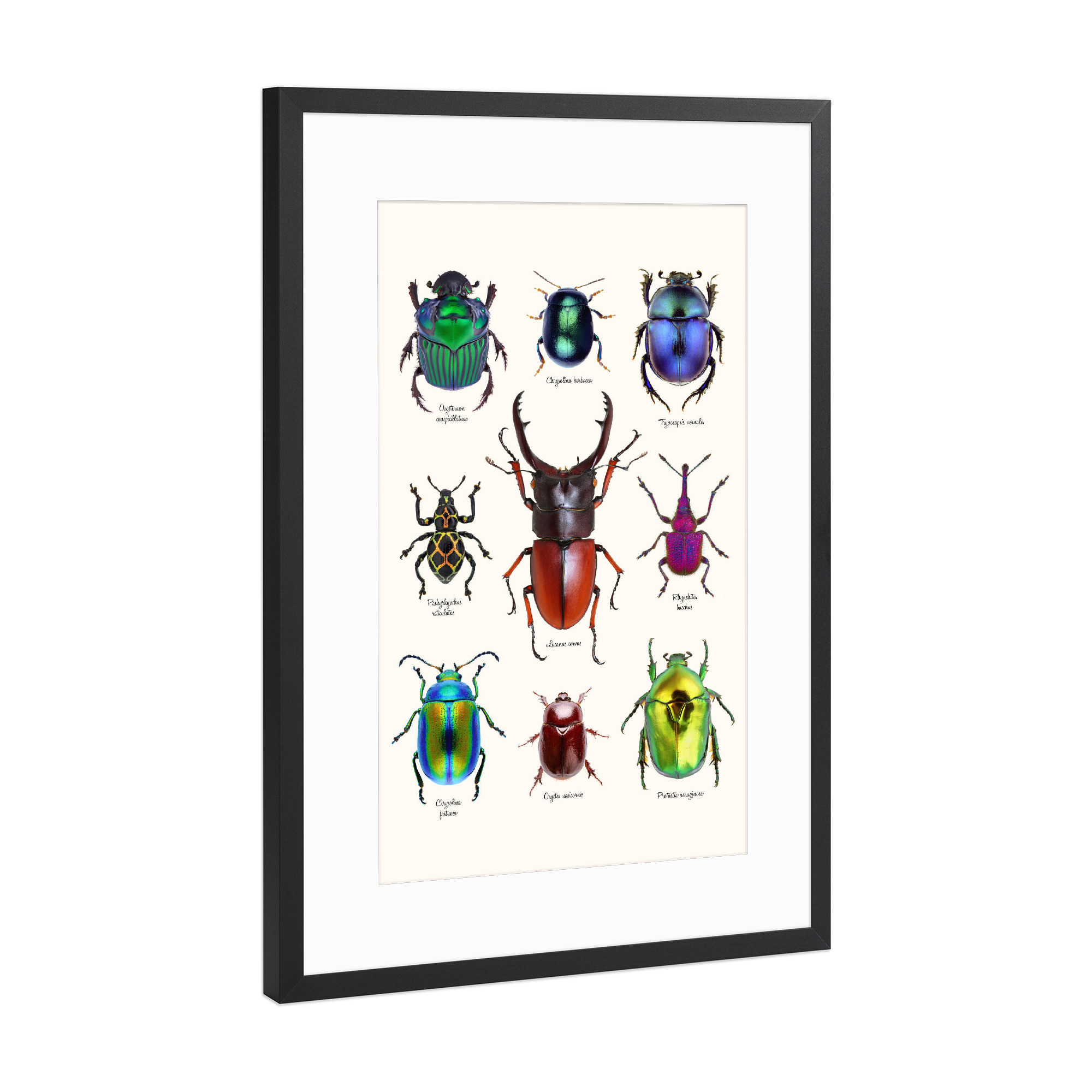 Poster mit Rahmen Schwarz (Metallic) "Neun seltene Käfer" artboxONE - Natur,Tiere