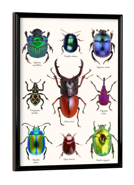 Poster mit schwarzem Rahmen "Neun seltene Käfer" artboxONE - Natur,Tiere