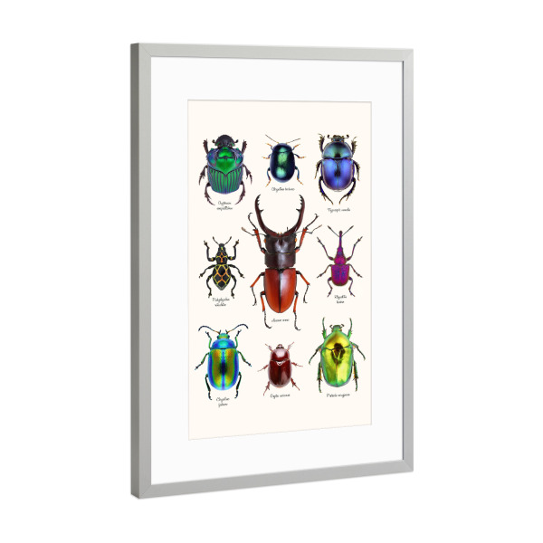Poster mit Rahmen Silber "Neun seltene Käfer" artboxONE - Natur,Tiere