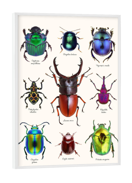 Poster mit weißem Rahmen "Neun seltene Käfer" artboxONE - Natur,Tiere