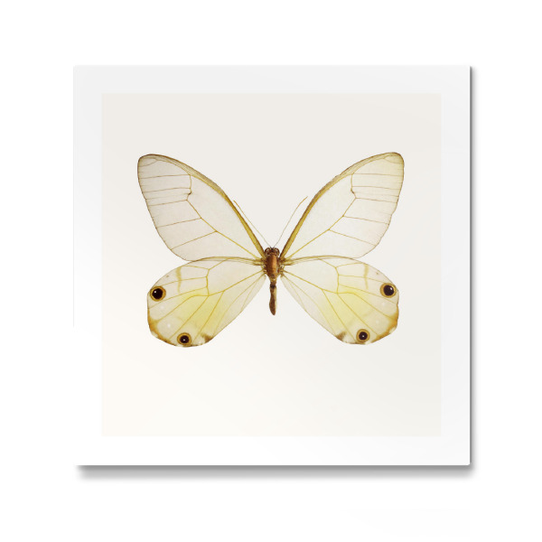 Galerie-Print "Haetera piera" 30x30 cm artboxONE