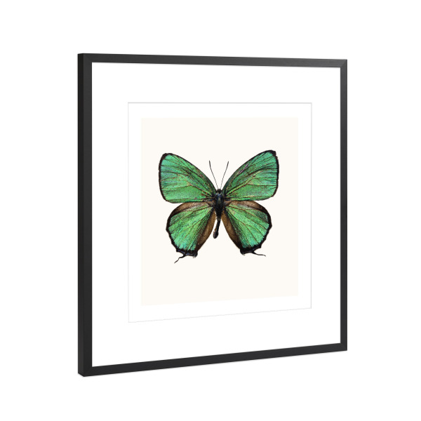 Poster mit Rahmen Schwarz (Metallic) "Callophrys rubi (grün)" artboxONE - Natur,Tiere