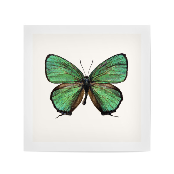 Poster 20x20 cm "Callophrys rubi (grün)" artboxONE - Natur,Tiere