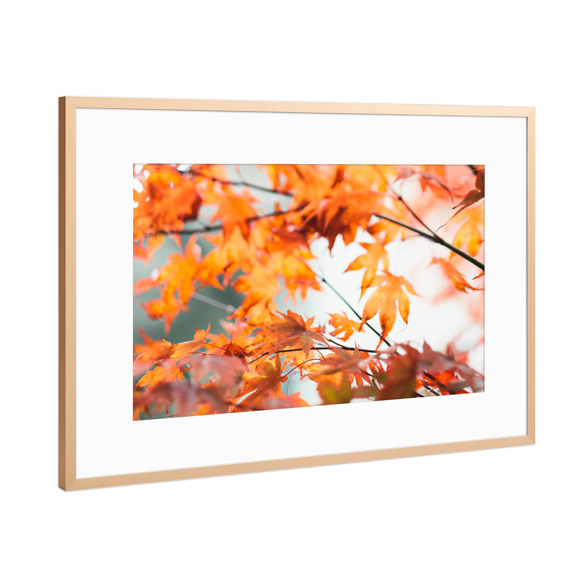 Poster mit Rahmen Kupfer "Colorful leaves autumn bokeh" artboxONE - Natur