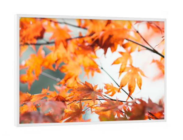 Poster mit weißem Rahmen "Colorful leaves autumn bokeh" artboxONE - Natur