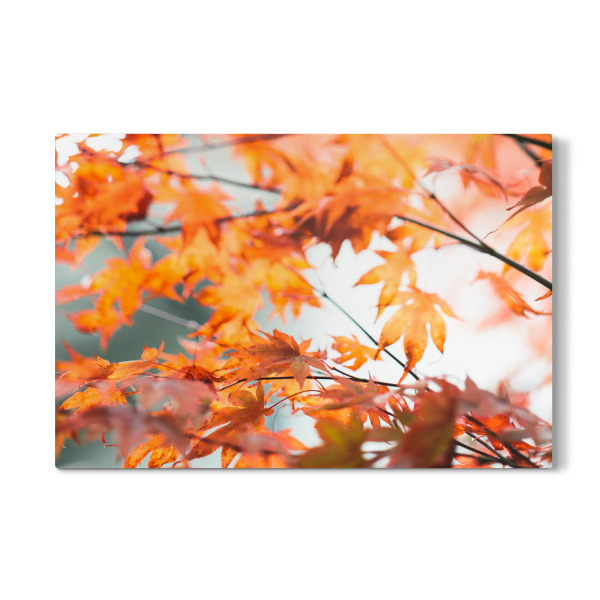 Galerie-Print "Colorful leaves autumn bokeh" 30x20 cm artboxONE