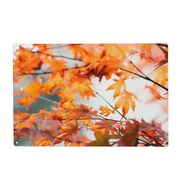 Metall Poster "Colorful leaves autumn bokeh" artboxONE - Natur