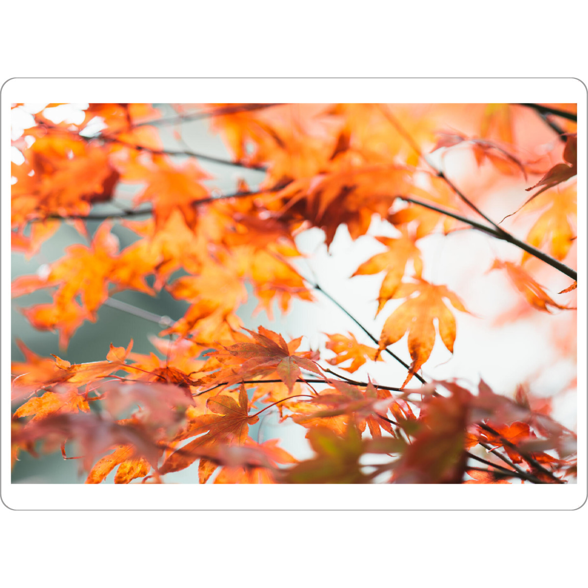 Tischset "Colorful leaves autumn bokeh" artboxONE - Natur
