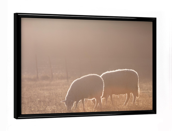 Poster mit schwarzem Rahmen "Schafe bei Sonnenaufgang" artboxONE - Natur,Tiere