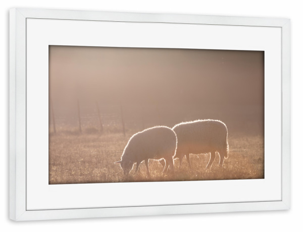 Poster mit Rahmen weiß "Schafe bei Sonnenaufgang" artboxONE - Natur,Tiere
