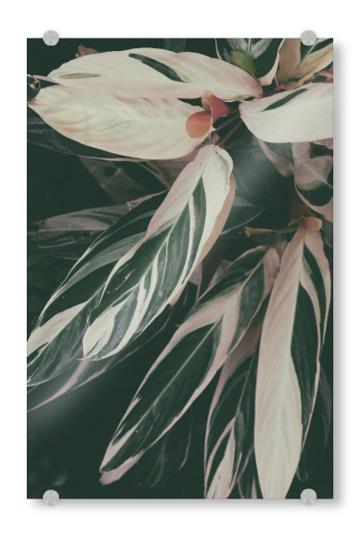 Acrylglasbild "Plant Close Up" artboxONE - Natur - Foliage,Leaf,Leaves,Garden,Botanical,Pflanze,Plant,Natur,Nature,Closeup,Nahaufnahme