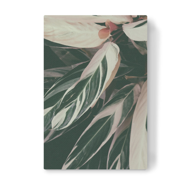 Leinwandbild "Plant Close Up" artboxONE - Natur - Foliage,Leaf,Leaves,Garden,Botanical,Pflanze,Plant,Natur,Nature,Closeup,Nahaufnahme