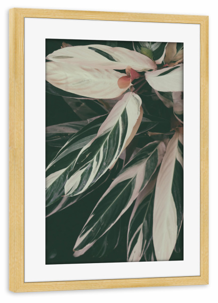 Poster mit Rahmen kiefer "Plant Close Up" artboxONE - Natur - Foliage,Leaf,Leaves,Garden,Botanical,Pflanze,Plant,Natur,Nature,Closeup,Nahaufnahme