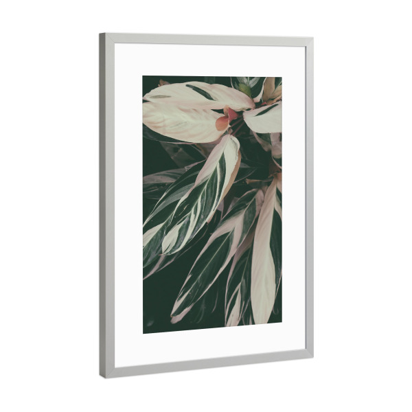 Poster mit Rahmen Silber "Plant Close Up" artboxONE - Natur - Foliage,Leaf,Leaves,Garden,Botanical,Pflanze,Plant,Natur,Nature,Closeup,Nahaufnahme