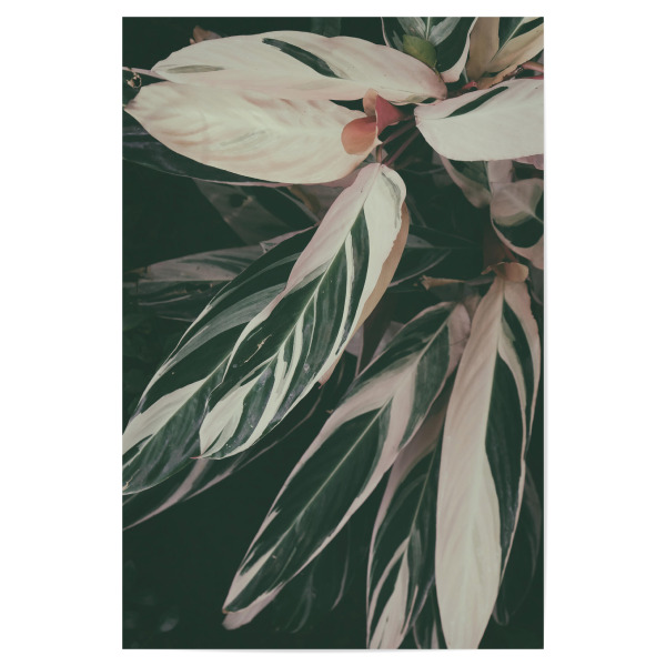 Poster "Plant Close Up" artboxONE - Natur - Foliage,Leaf,Leaves,Garden,Botanical,Pflanze,Plant,Natur,Nature,Closeup,Nahaufnahme