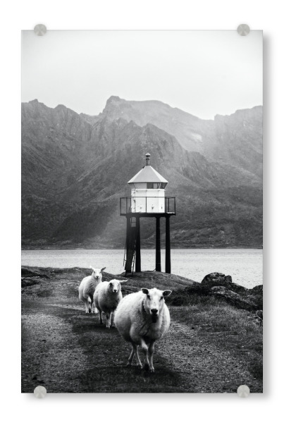Acrylglasbild "Drei Schafe auf den Lofoten" artboxONE - Natur,Reise,Tiere,Schwarzweiß