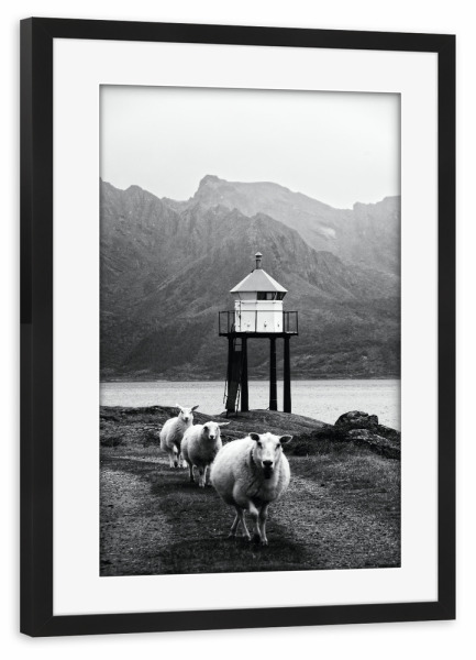 Poster mit Rahmen schwarz "Drei Schafe auf den Lofoten" artboxONE - Natur,Reise,Tiere,Schwarzweiß