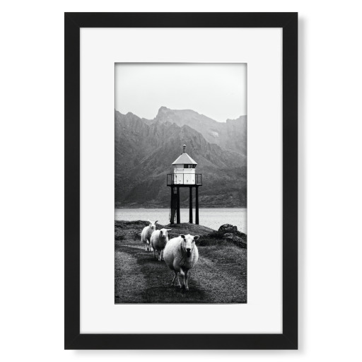 Three sheep at the Lofoten Islands