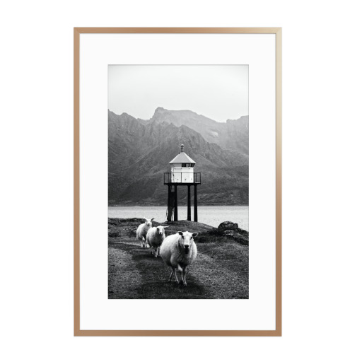Drei Schafe auf den Lofoten