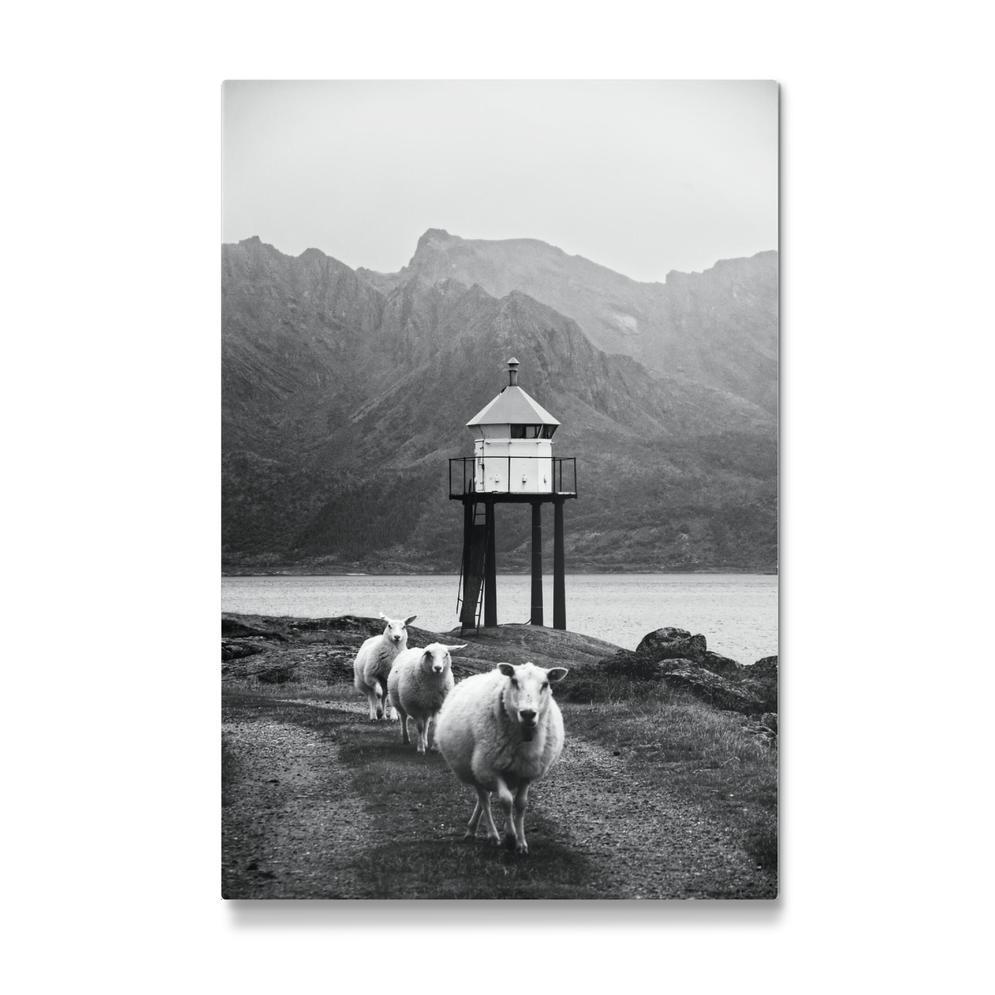 Galerie-Print "Drei Schafe auf den Lofoten" 75x50 cm artboxONE
