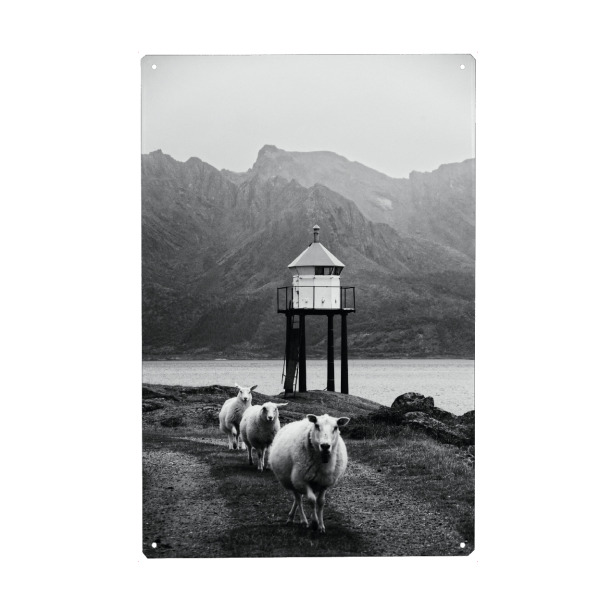 Holzbild "Drei Schafe auf den Lofoten" artboxONE - Natur,Reise,Tiere,Schwarzweiß