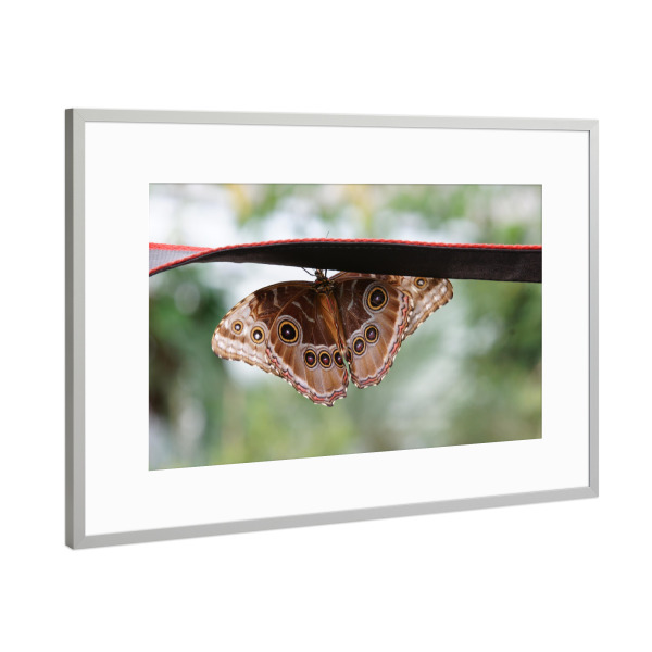 Poster mit Rahmen Silber "Blauer Morphofalter - Unterseite" artboxONE - Natur,Tiere