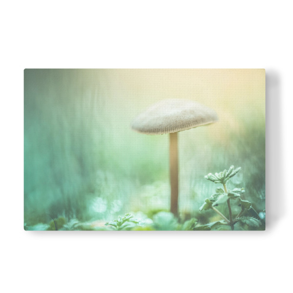 Leinwandbild "Enchanted Mushroom" artboxONE - Natur,Floral - Pilz,Pilzchen,Makrofoto,Mushroom,Plant,Pflanze,Closeup,Nahaufnahme,Bokeh,Vegetation
