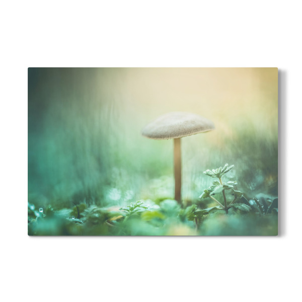 Galerie-Print "Enchanted Mushroom" 30x20 cm artboxONE
