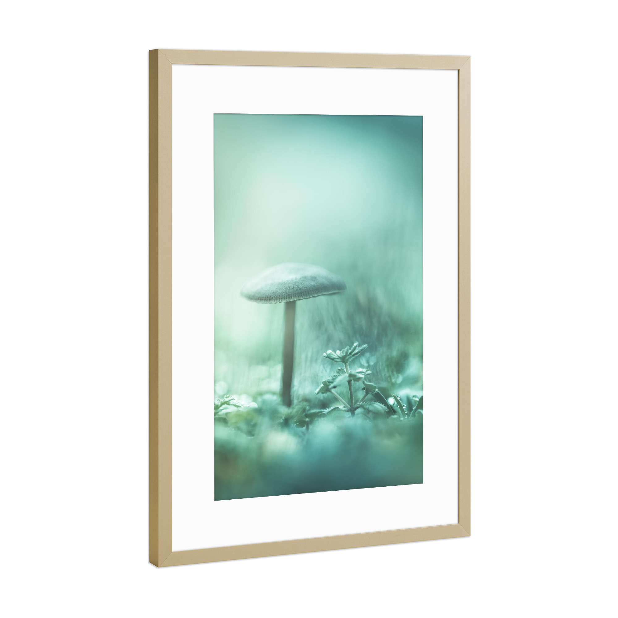 Poster mit Rahmen Gold "Little Mushroom" artboxONE - Natur - Pilz,Pilzchen,Makro,Makrofoto,Nahaufnahme,Kunstfotografie,Mushrooms,Natur,Nature