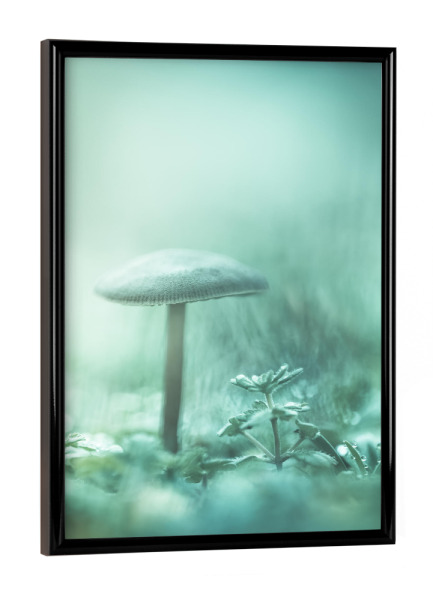 Poster mit schwarzem Rahmen "Little Mushroom" artboxONE - Natur - Pilz,Pilzchen,Makro,Makrofoto,Nahaufnahme,Kunstfotografie,Mushrooms,Natur,Nature