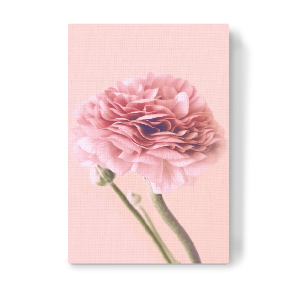 Leinwandbild "Pink Buttercup" artboxONE - Floral - Buttercup,Pink,Floral,Flower,Spring,Delicate,Blush,Blume,Plant,Pflanze