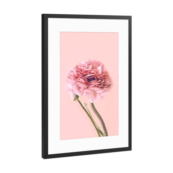 Poster mit Rahmen Schwarz (Metallic) "Pink Buttercup" artboxONE - Floral - Buttercup,Pink,Floral,Flower,Spring,Delicate,Blush,Blume,Plant,Pflanze