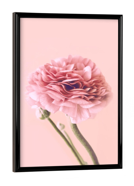 Poster mit schwarzem Rahmen "Pink Buttercup" artboxONE - Floral - Buttercup,Pink,Floral,Flower,Spring,Delicate,Blush,Blume,Plant,Pflanze