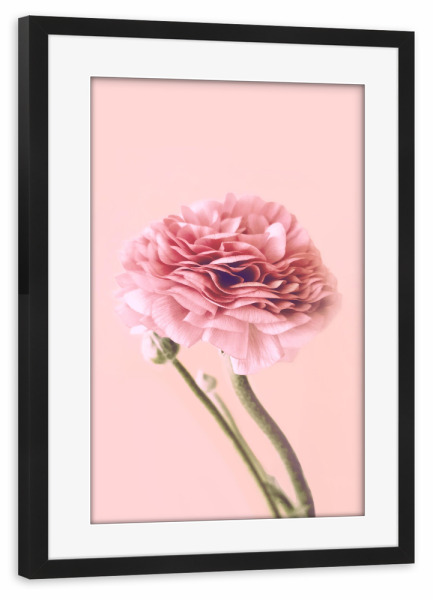 Poster mit Rahmen schwarz "Pink Buttercup" artboxONE - Floral - Buttercup,Pink,Floral,Flower,Spring,Delicate,Blush,Blume,Plant,Pflanze