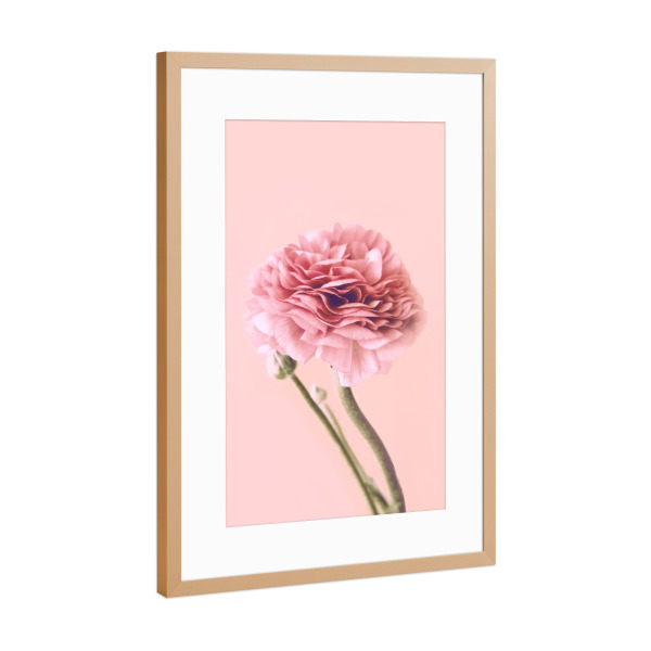 Poster mit Rahmen Kupfer "Pink Buttercup" artboxONE - Floral - Buttercup,Pink,Floral,Flower,Spring,Delicate,Blush,Blume,Plant,Pflanze