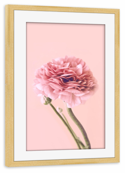 Poster mit Rahmen kiefer "Pink Buttercup" artboxONE - Floral - Buttercup,Pink,Floral,Flower,Spring,Delicate,Blush,Blume,Plant,Pflanze