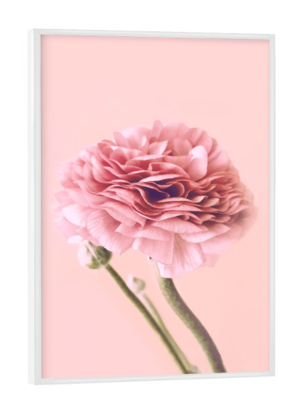 Poster mit weißem Rahmen "Pink Buttercup" artboxONE - Floral - Buttercup,Pink,Floral,Flower,Spring,Delicate,Blush,Blume,Plant,Pflanze