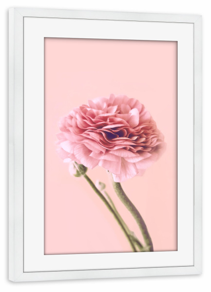 Poster mit Rahmen weiß "Pink Buttercup" artboxONE - Floral - Buttercup,Pink,Floral,Flower,Spring,Delicate,Blush,Blume,Plant,Pflanze