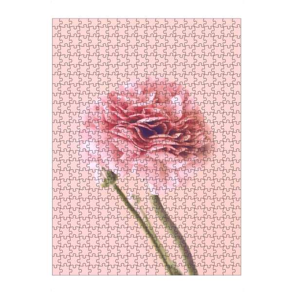 Puzzle Ravensburger "Pink Buttercup" artboxONE - Floral - Buttercup,Pink,Floral,Flower,Spring,Delicate,Blush,Blume,Plant,Pflanze - Bild buttercup