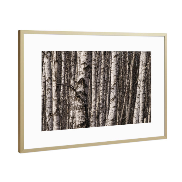 Poster mit Rahmen Gold "Birkenwald" artboxONE - Natur