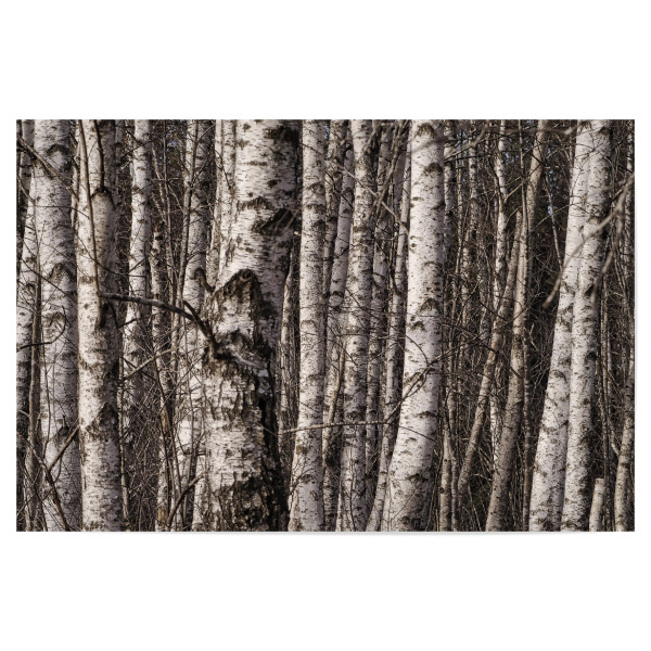 Poster 30x20 cm "Birkenwald" artboxONE - Natur