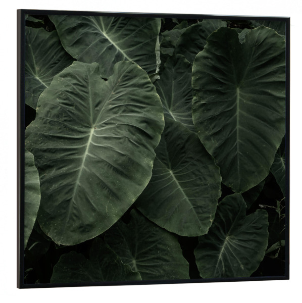 Poster mit schwarzem Rahmen 30x30 cm "Elephant Ear" artboxONE - Natur