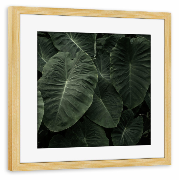 Poster mit Rahmen kiefer "Elephant Ear" artboxONE - Natur - Photography,Nature,Plant,Garden,Leaf,Leaves,Blätter,Pflanze,Botanical,Botanisch,Blatt