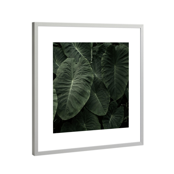 Poster mit Rahmen Silber "Elephant Ear" artboxONE - Natur - Photography,Nature,Plant,Garden,Leaf,Leaves,Blätter,Pflanze,Botanical,Botanisch,Blatt