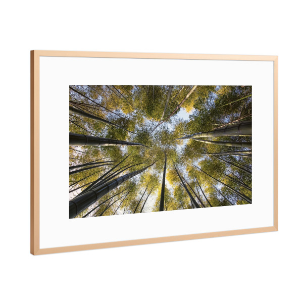 Poster mit Rahmen Kupfer "Bamboo forest" artboxONE - Städte,Natur,Reise,Reise / Asien,Reise / Länder