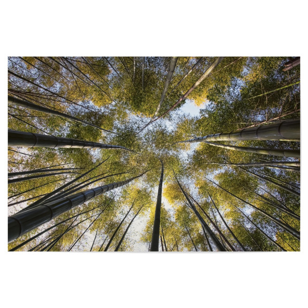 Poster 30x20 cm "Bamboo forest" artboxONE - Städte,Natur,Reise,Reise / Asien,Reise / Länder