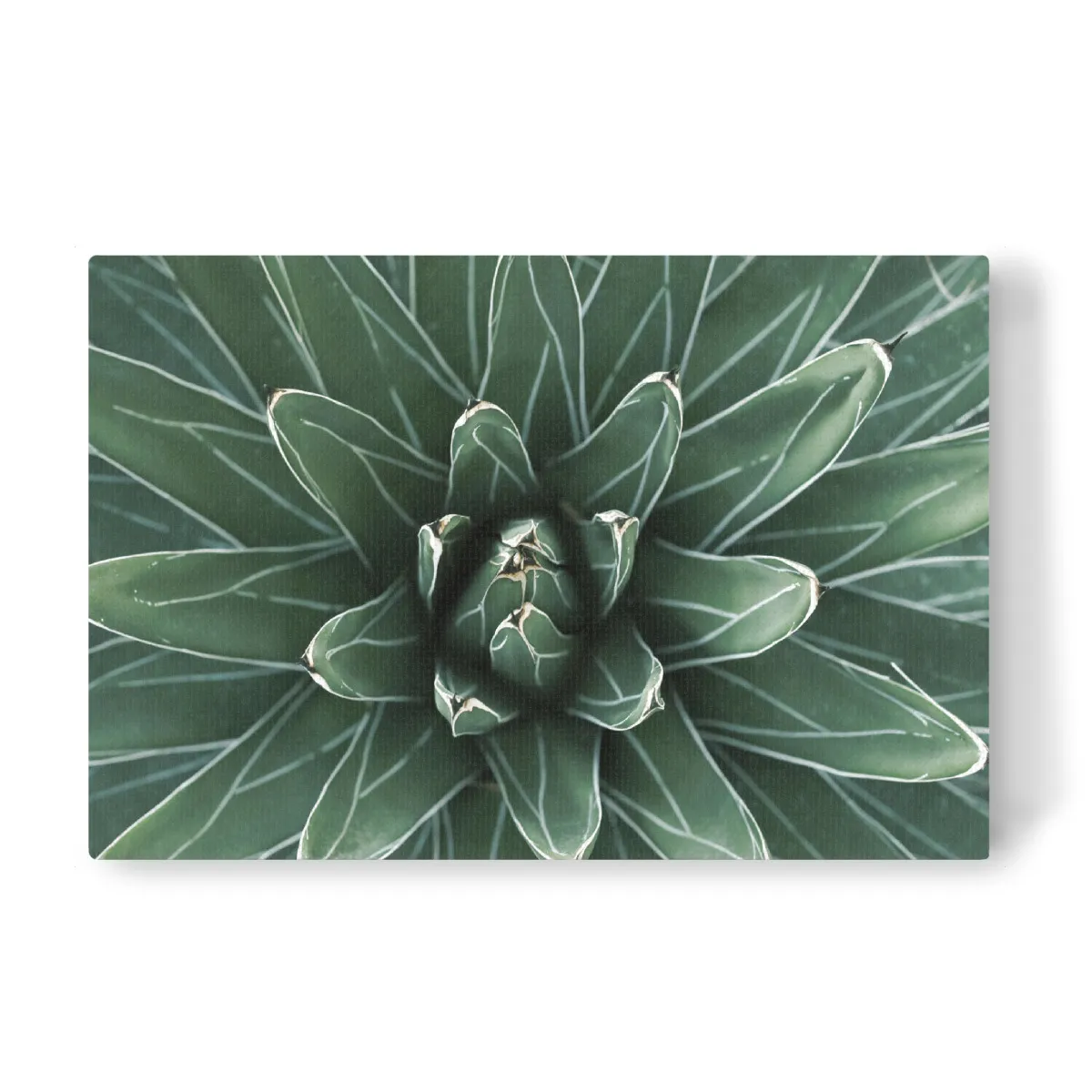 Grne Agave mit weien Streifen als Leinwand bei artboxONE kaufen