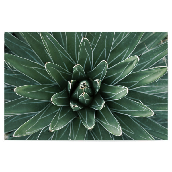 Poster "Grüne Agave mit weißen Streifen" artboxONE - Natur,Floral,Abstrakt